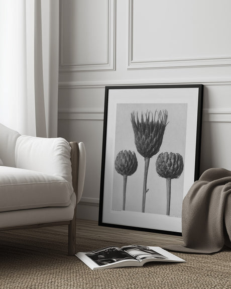 Serratula Nudicaulis Poster och Canvastavla