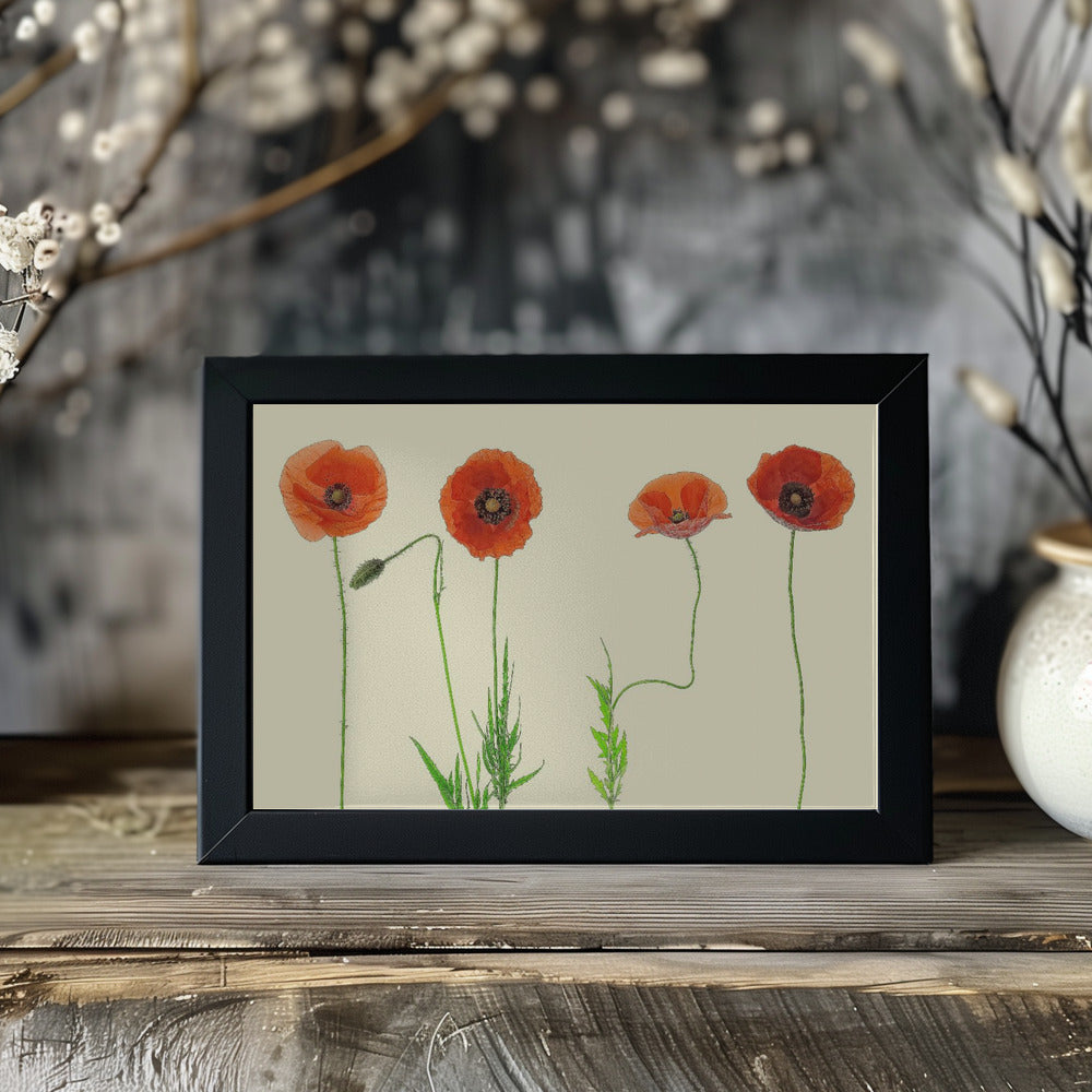 poppy quartet Poster och Canvastavla