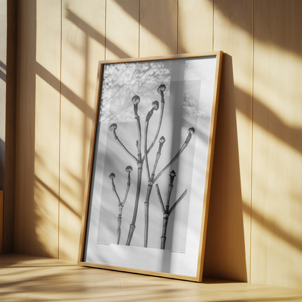 Cornus Florida Poster och Canvastavla