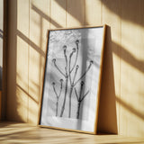 Cornus Florida Poster och Canvastavla