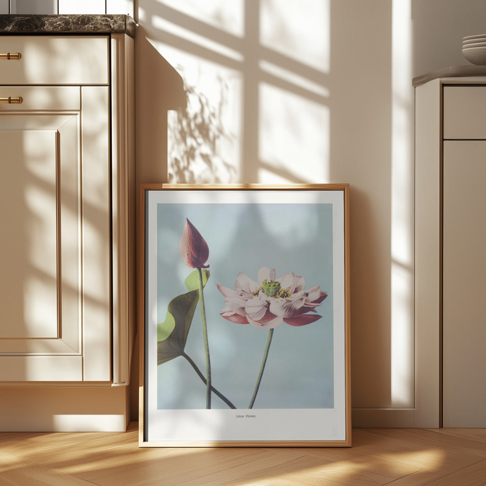 Lotus Flowers Poster och Canvastavla