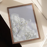 Babys Breath Poster och Canvastavla