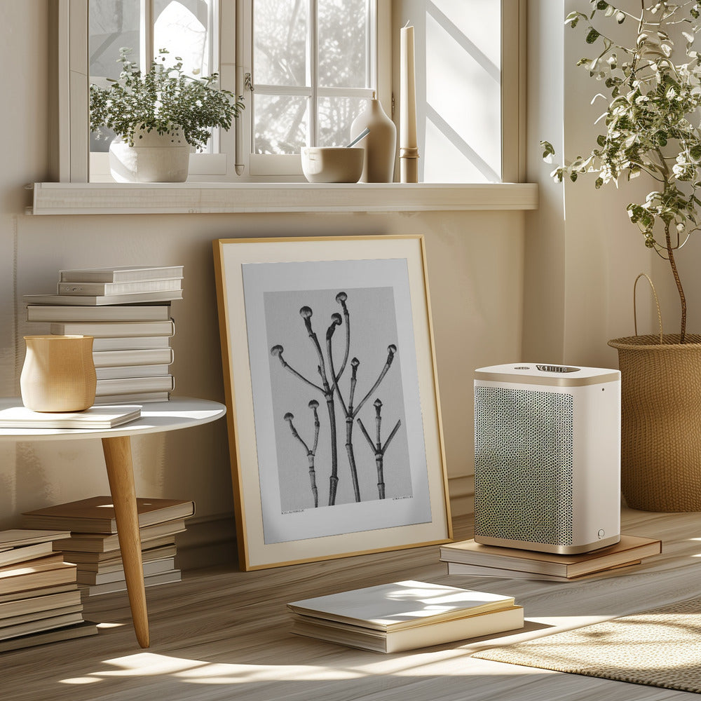 Cornus Florida Poster och Canvastavla