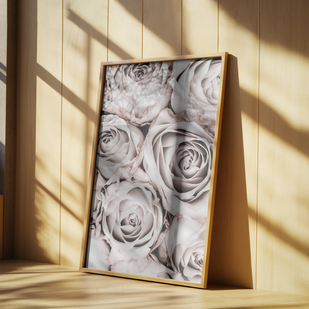 Grey Roses No 01 Poster och Canvastavla
