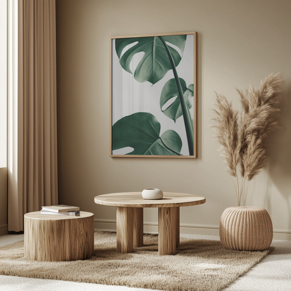 Monstera Natural 37 Poster och Canvastavla