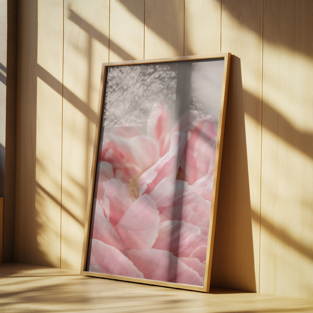 Peony 4 Poster och Canvastavla