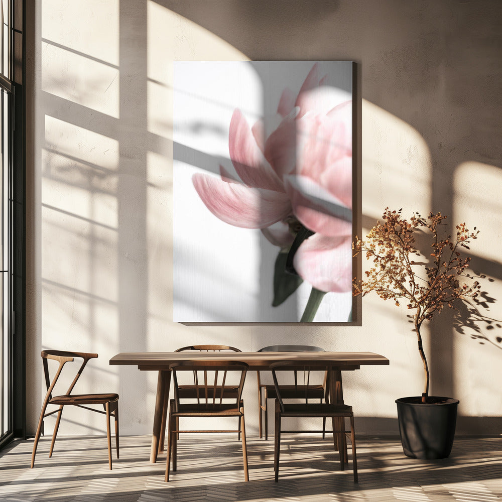 Peony 2 Poster och Canvastavla