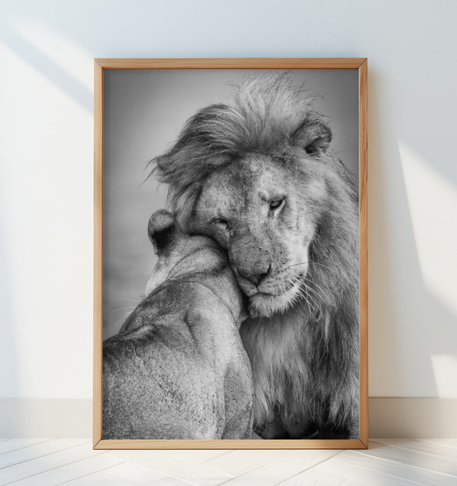 African Love! Poster och Canvastavla