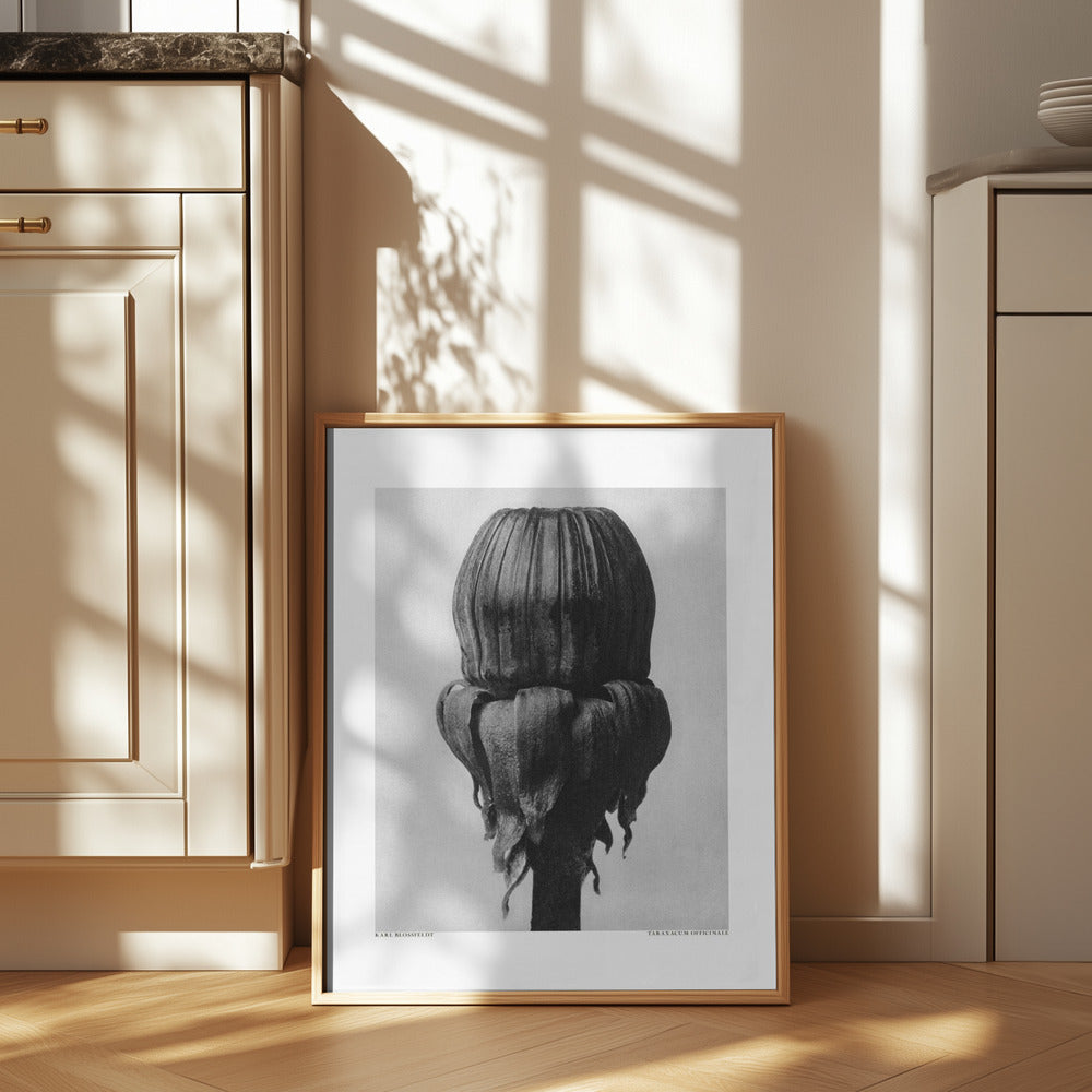 Taraxacum Officinale Poster och Canvastavla