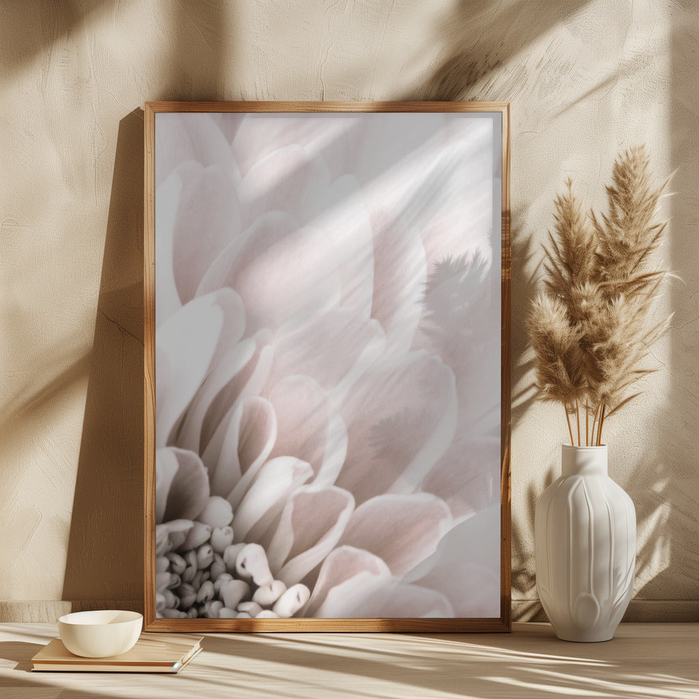 Chrysanthemum No 03 Poster och Canvastavla