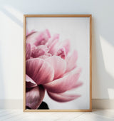 Peony 1 Poster och Canvastavla