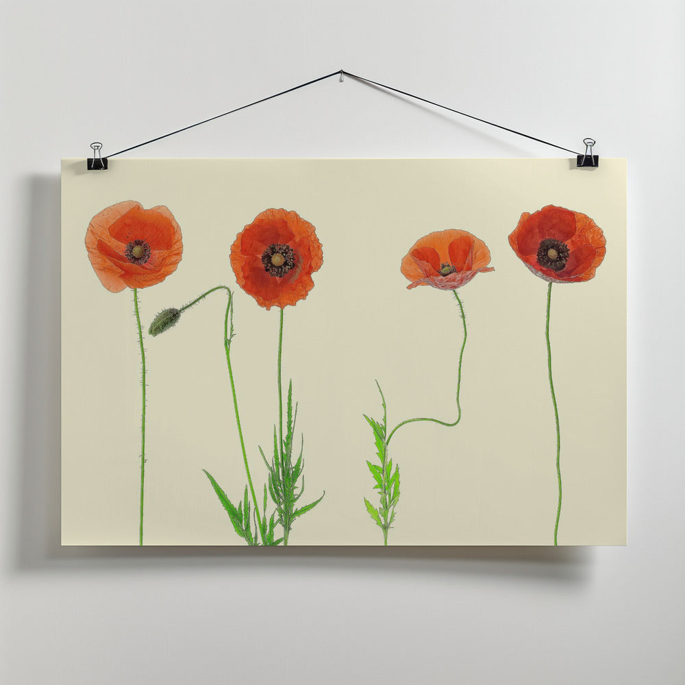 poppy quartet Poster och Canvastavla