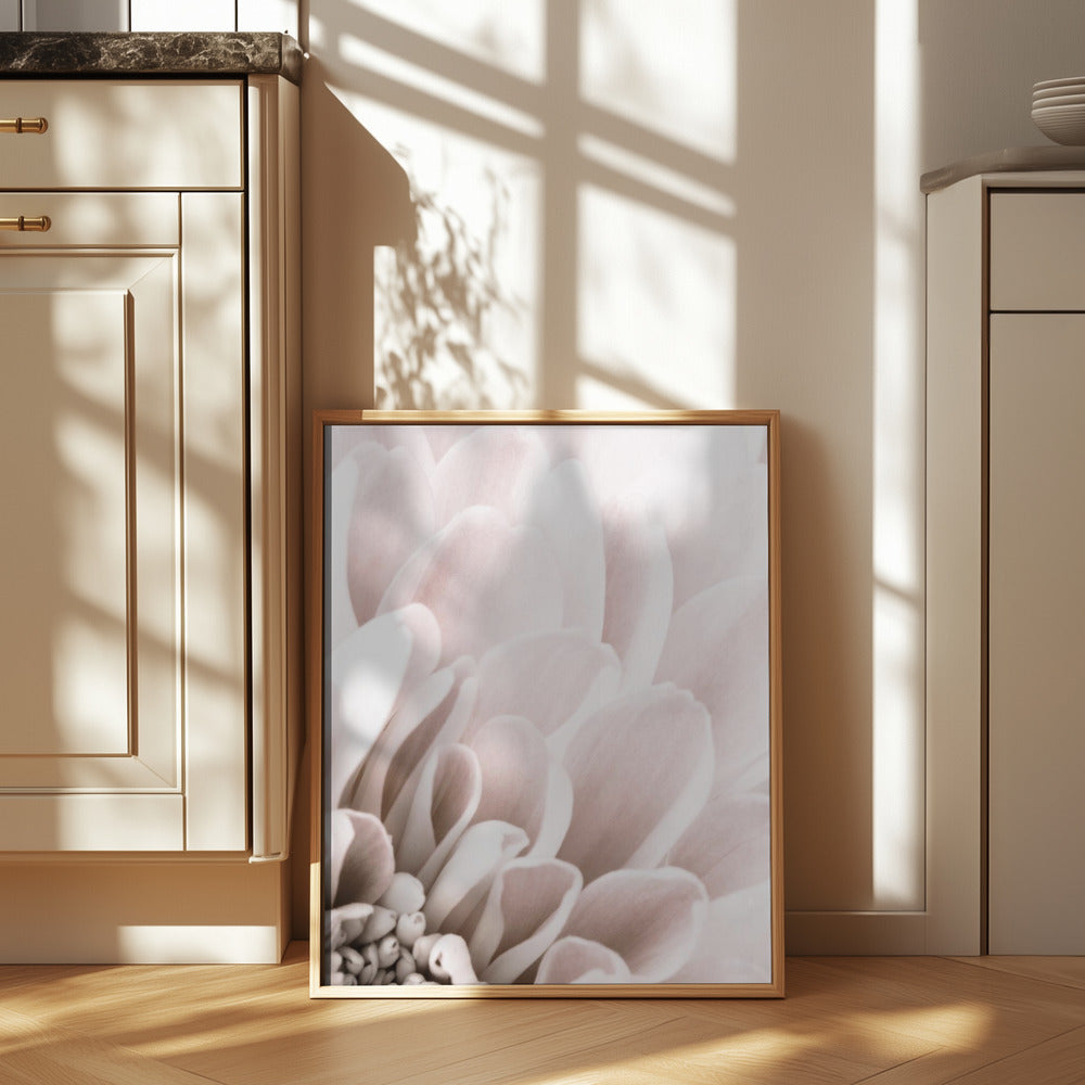 Chrysanthemum No 03 Poster och Canvastavla