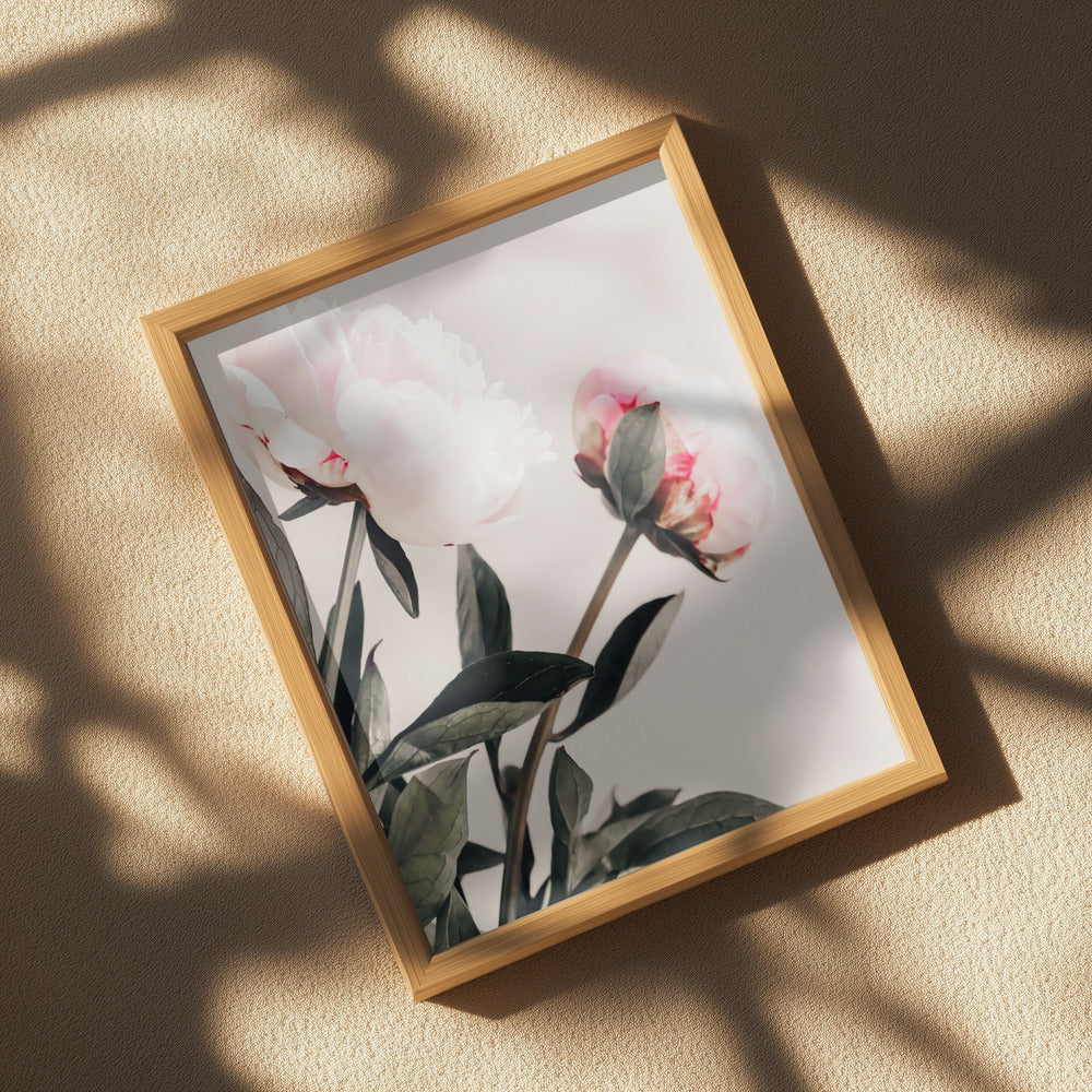 Peony 23 Poster och Canvastavla