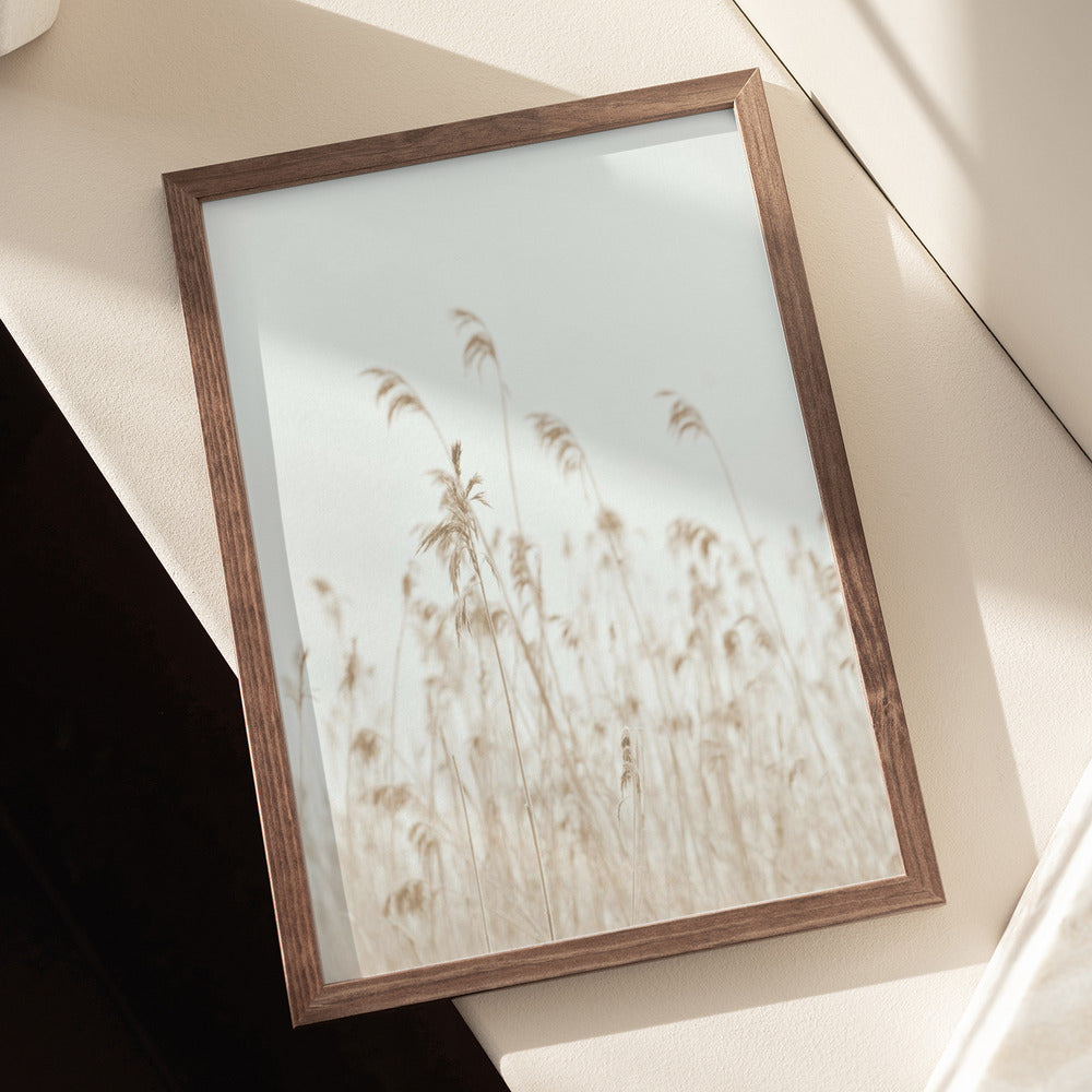 Winter reed Poster och Canvastavla