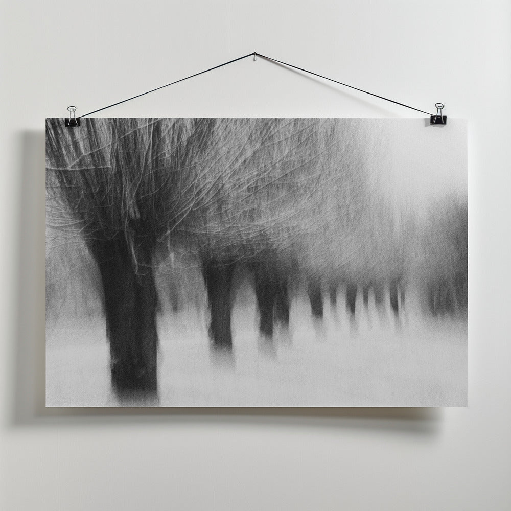 Winterwillows Poster och Canvastavla