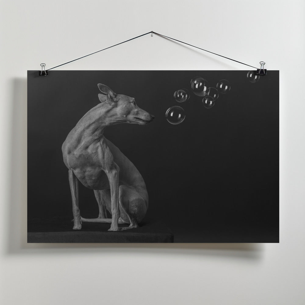 Bubbles Poster och Canvastavla