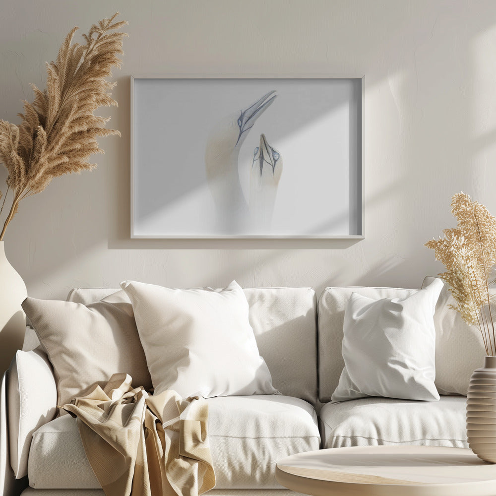 Greeting between a couple of Gannets Poster och Canvastavla