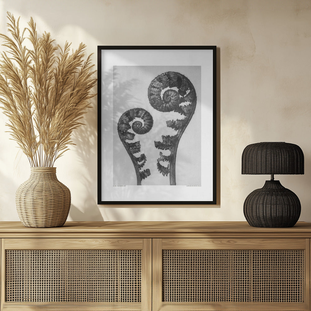 Aspidium Filix Mas Poster och Canvastavla