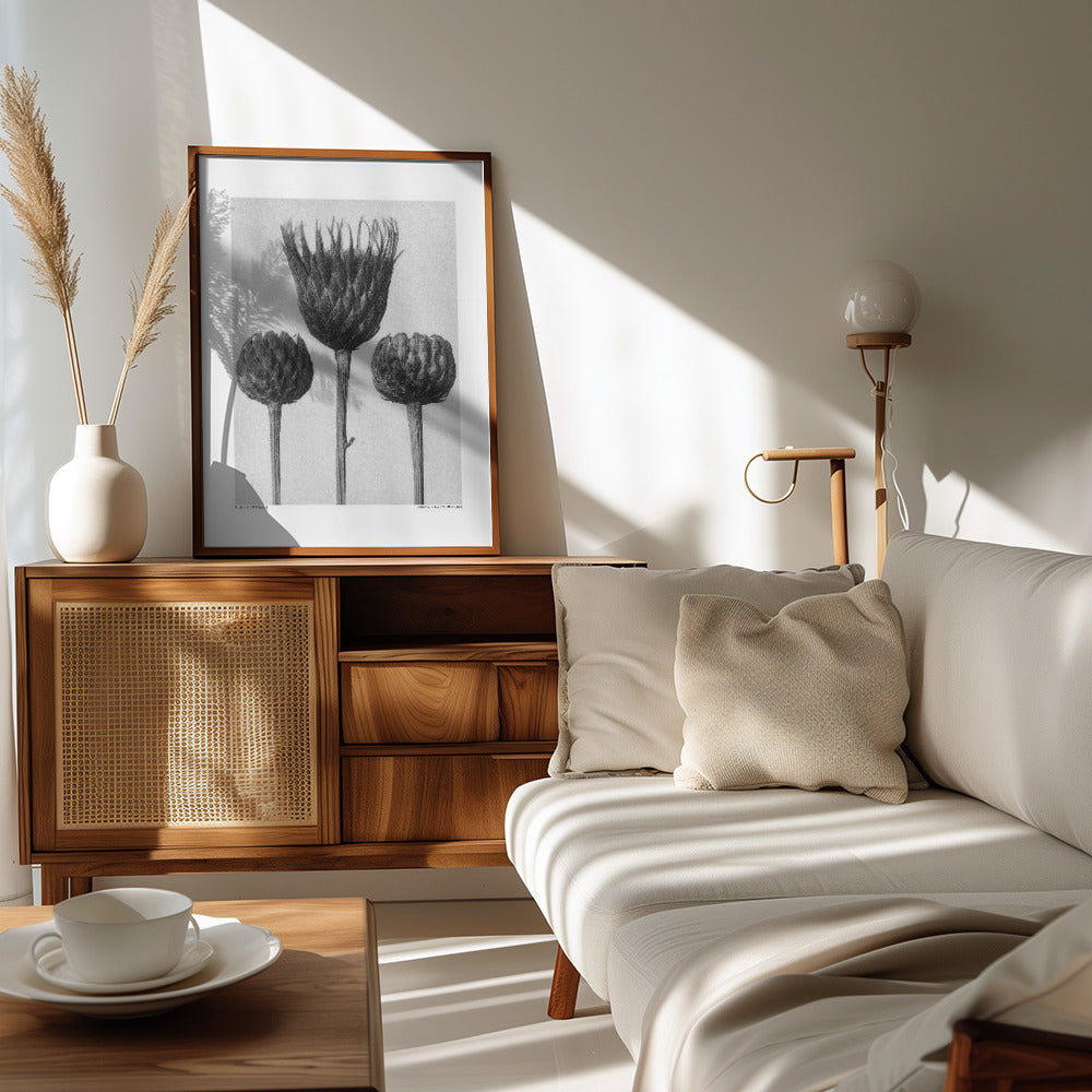 Serratula Nudicaulis Poster och Canvastavla