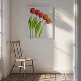 five tulips Poster och Canvastavla