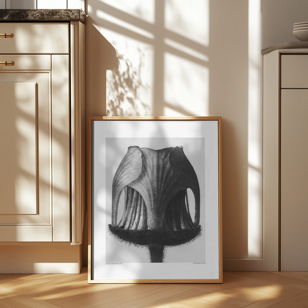 Geum Rivale Poster och Canvastavla