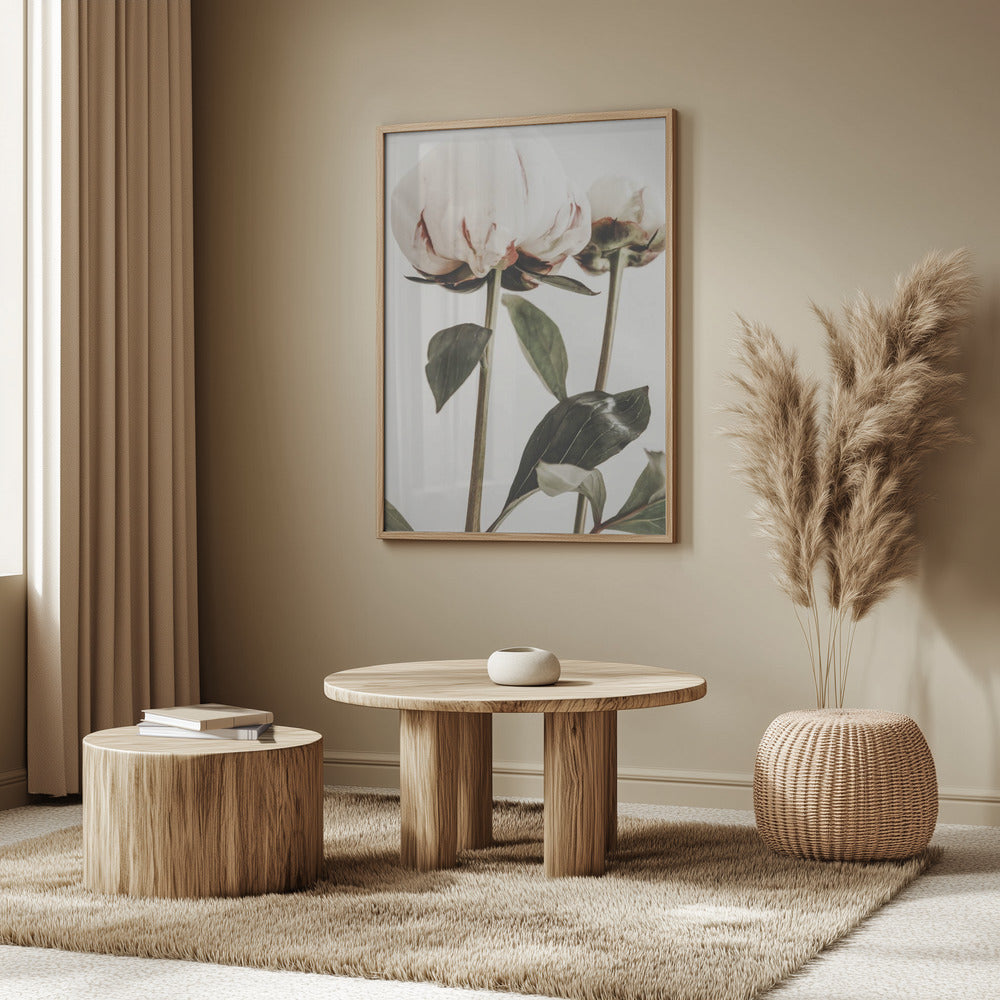 Peony 24 Poster och Canvastavla