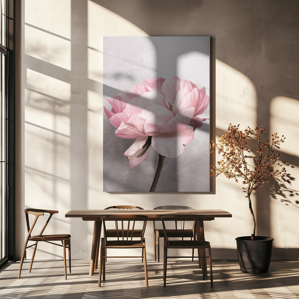 Peony Poster och Canvastavla