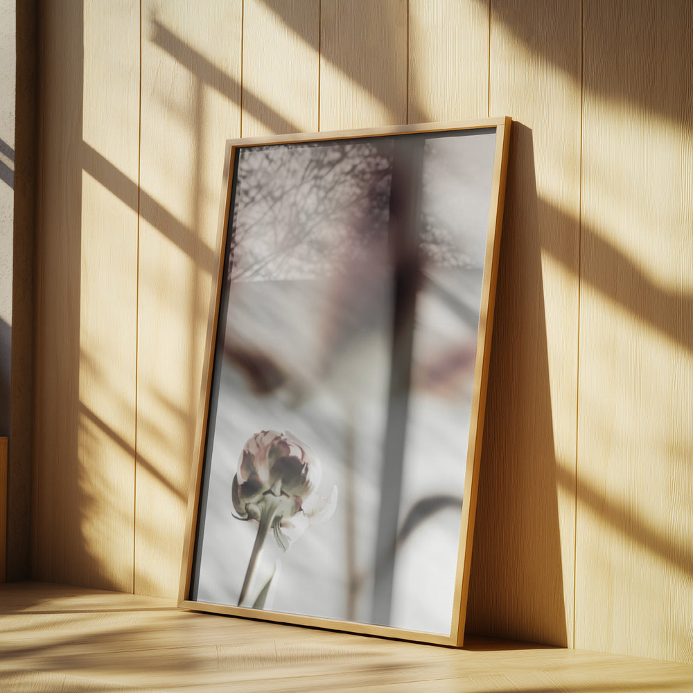 Peony 22 Poster och Canvastavla