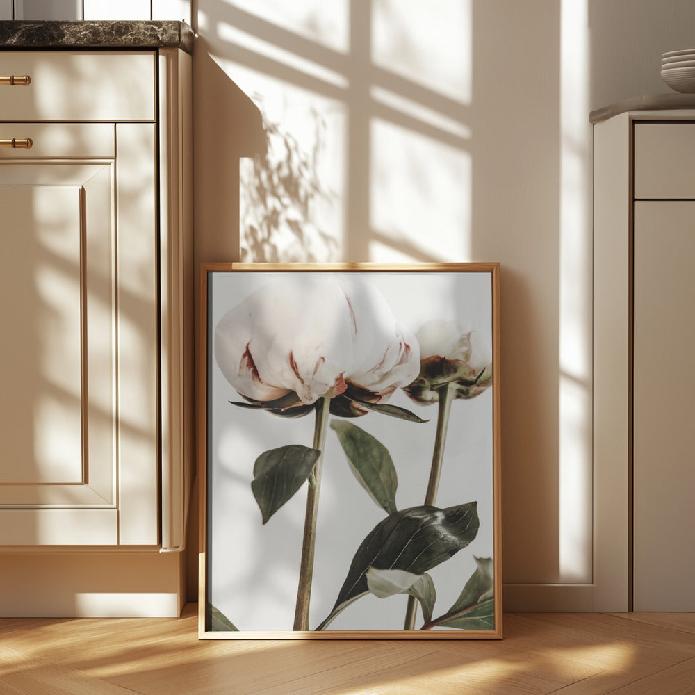 Peony 24 Poster och Canvastavla