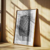 Cirsium Canum (Thistle) Poster och Canvastavla