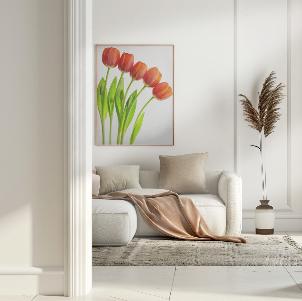 five tulips Poster och Canvastavla