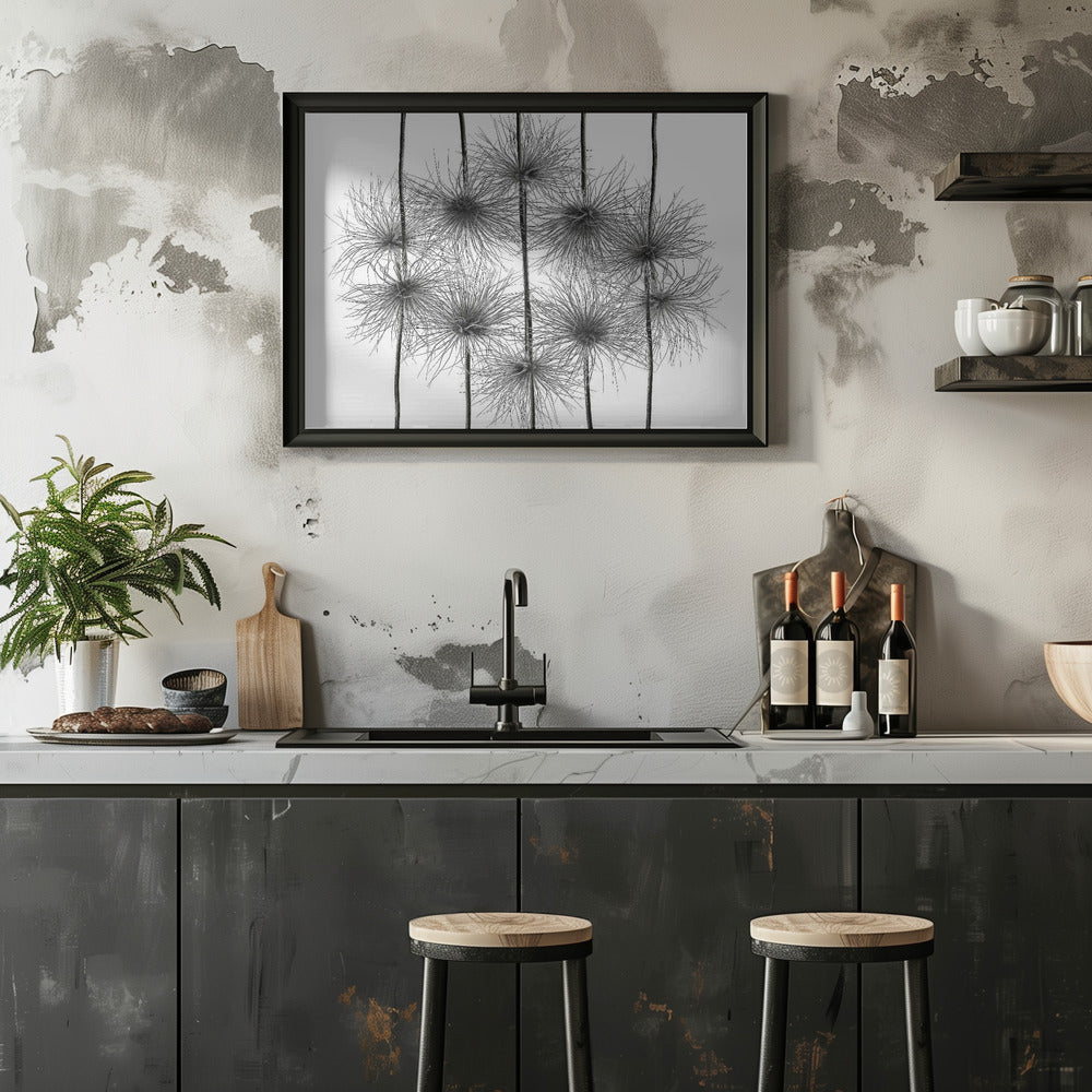 pasque flower energy Poster och Canvastavla