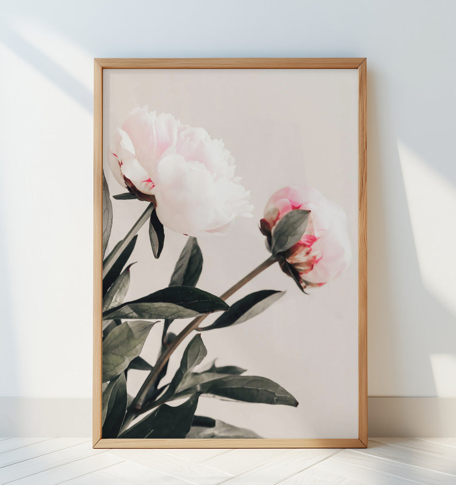 Peony 23 Poster och Canvastavla