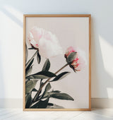 Peony 23 Poster och Canvastavla