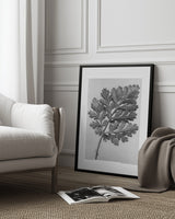 Chrysanthemum parthenium Poster och Canvastavla