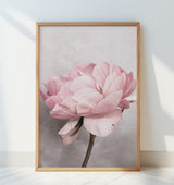 Peony Poster och Canvastavla
