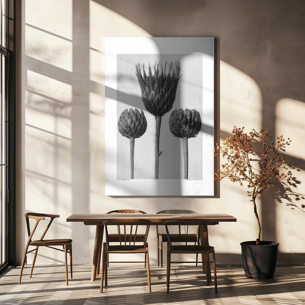 Serratula Nudicaulis Poster och Canvastavla