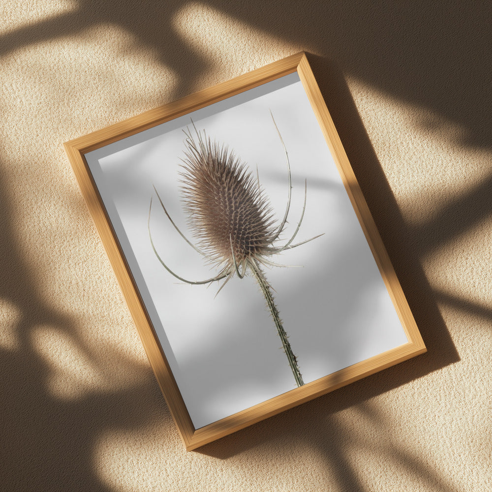 Dried_004 Poster och Canvastavla