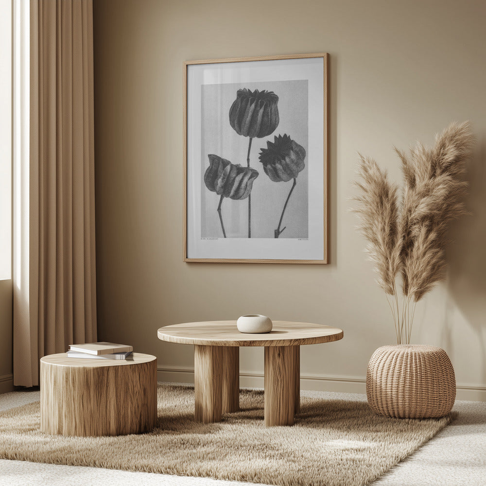 Abutilon (Lime Mallow Poster och Canvastavla