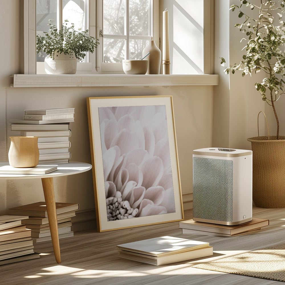 Chrysanthemum No 03 Poster och Canvastavla