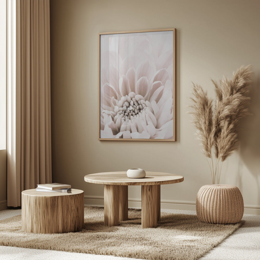 Chrysanthemum No 06 Poster och Canvastavla