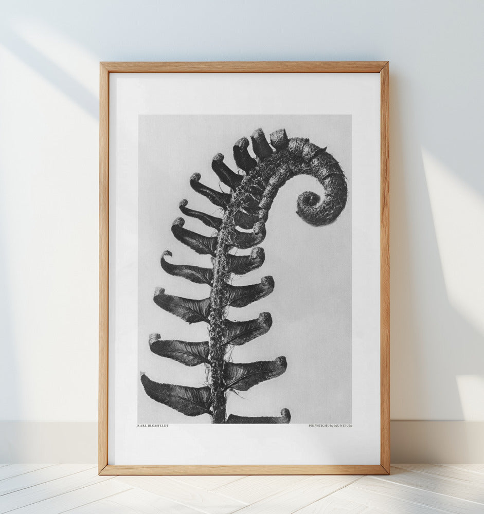 Polystichum Munitum Poster och Canvastavla