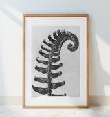 Polystichum Munitum Poster och Canvastavla