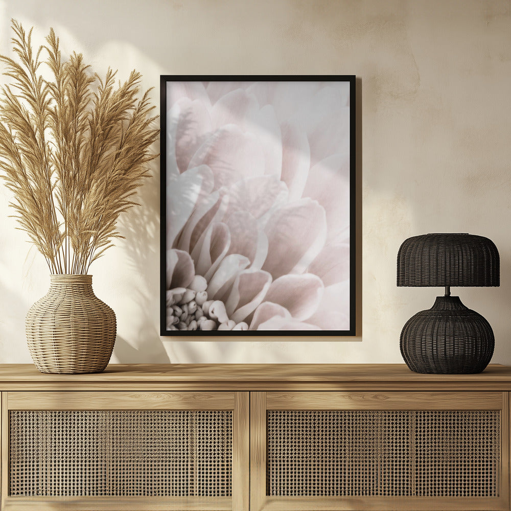 Chrysanthemum No 03 Poster och Canvastavla