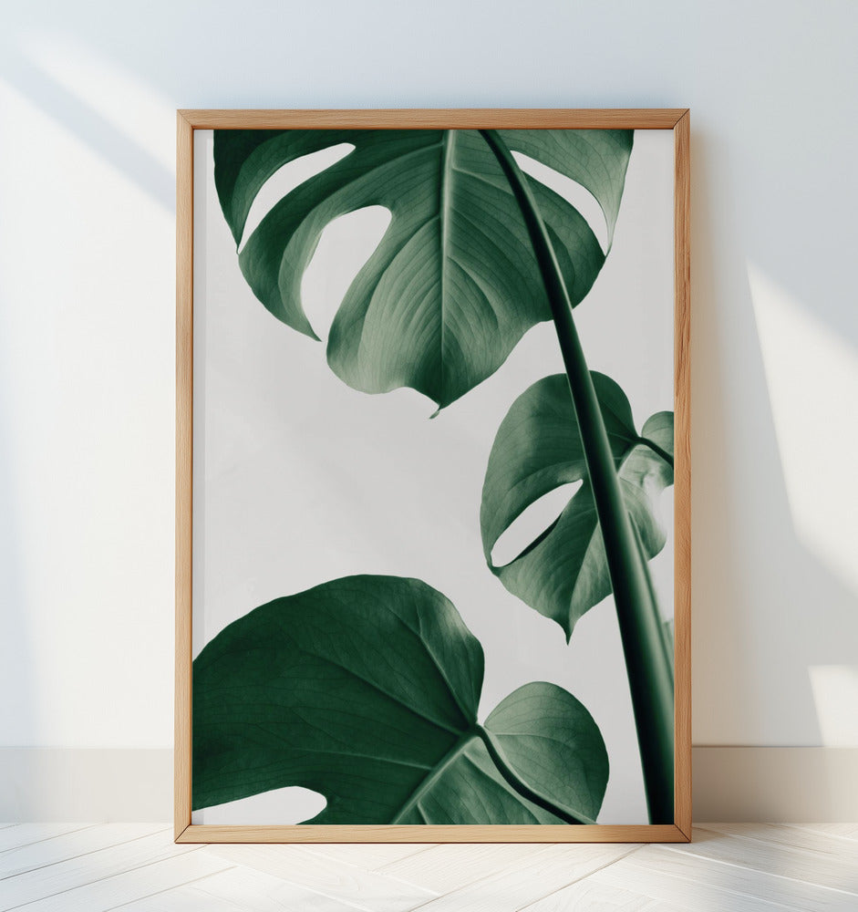 Monstera Natural 37 Poster och Canvastavla