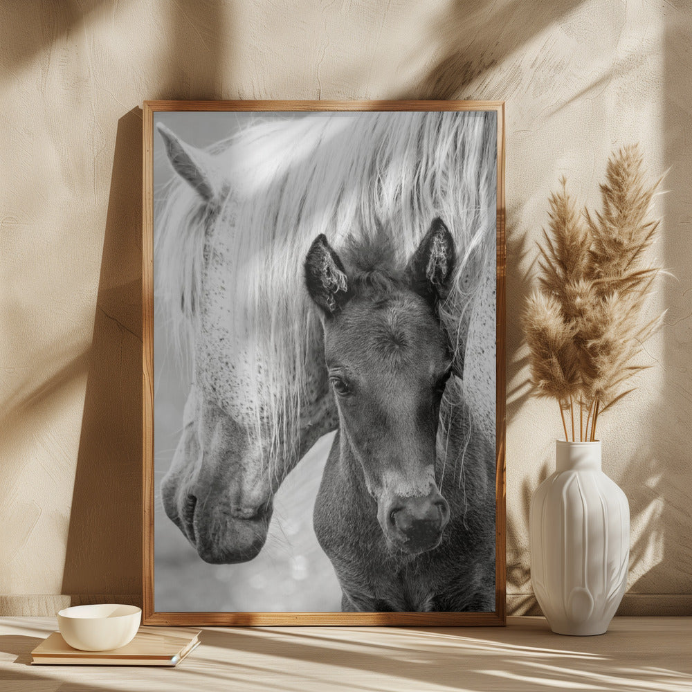 The Foal Poster och Canvastavla