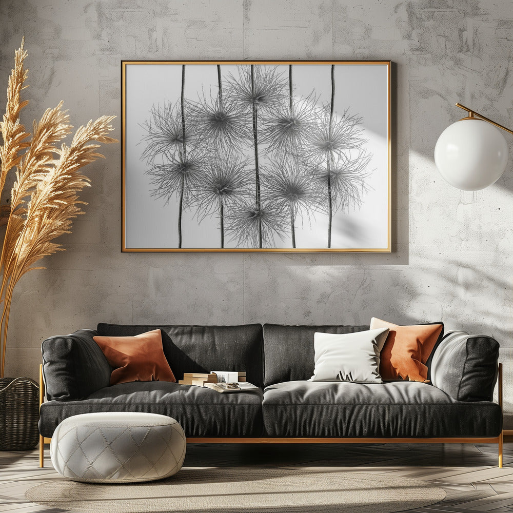 pasque flower energy Poster och Canvastavla