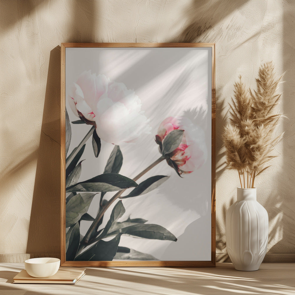 Peony 23 Poster och Canvastavla