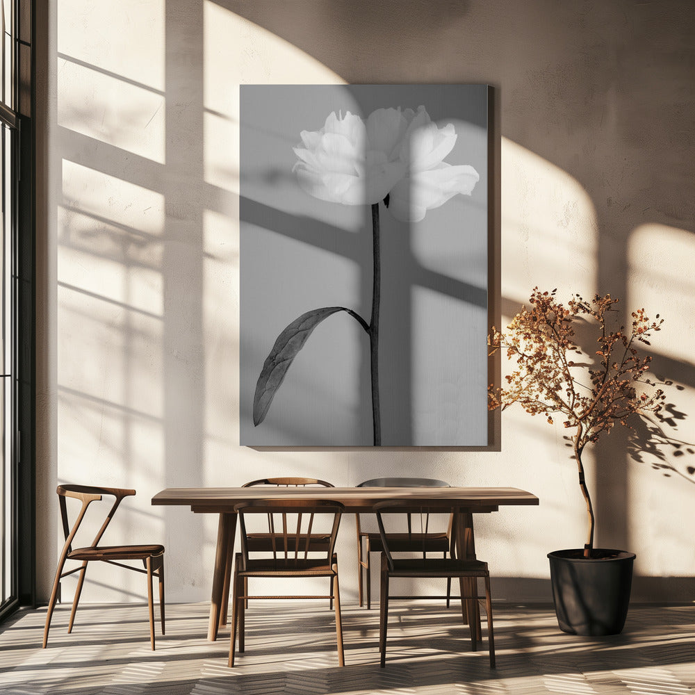 Peony 14 Poster och Canvastavla